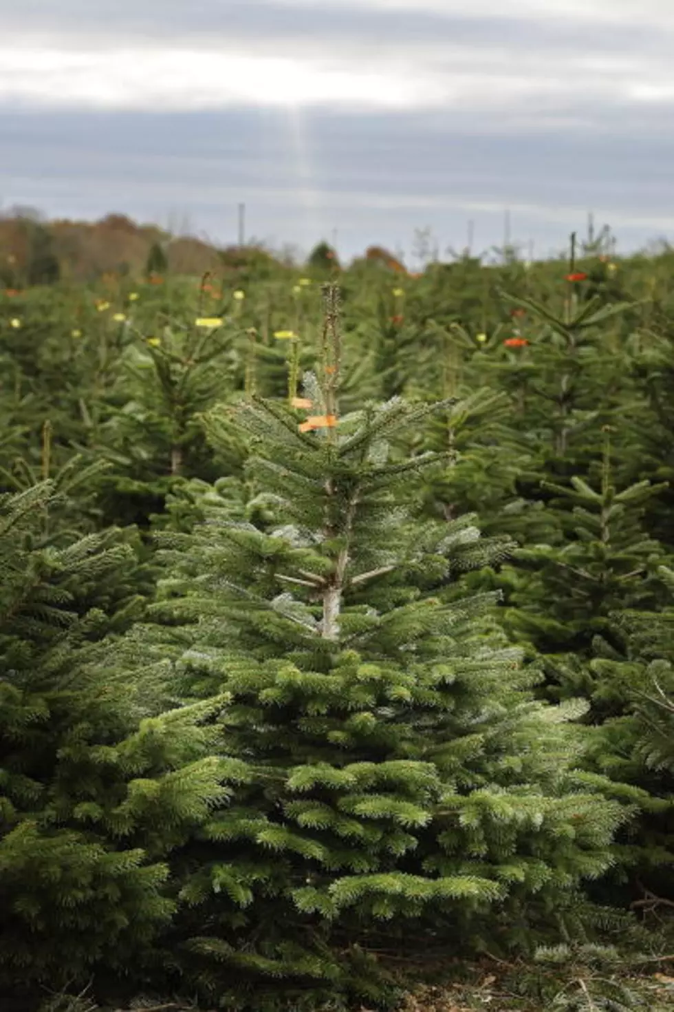 Christmas Tree Drop Off Sites Open