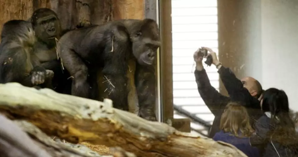 Omaha Zoo Named #1 in America