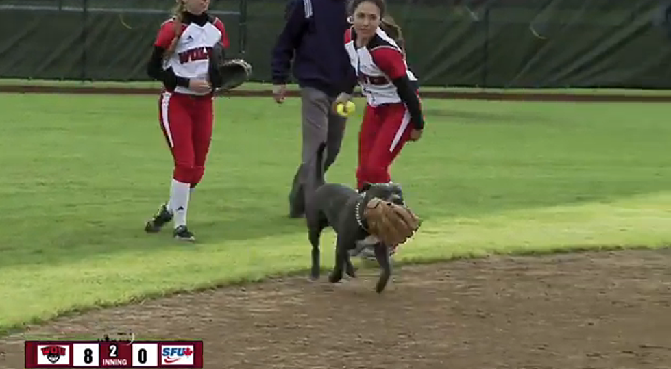 Softball Dog! It&#8217;s Like a Kid&#8217;s Movie in Real Life &#8211; Watch this Dog Takeover a Game