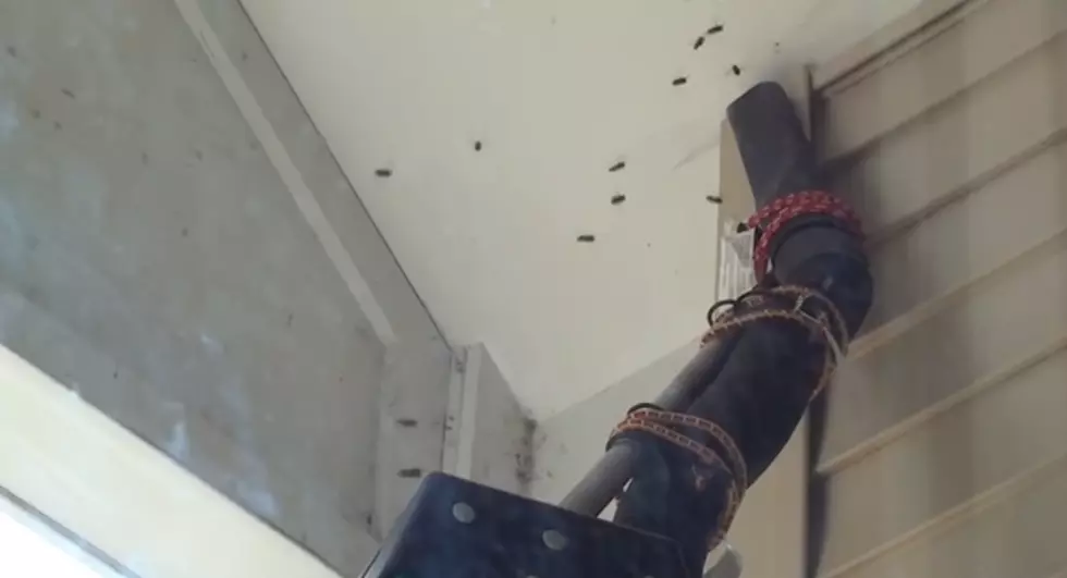 The Problem: Wasp Nest. The Solution: A Shop Vac. The Winner: Everybody That Watches This Video.