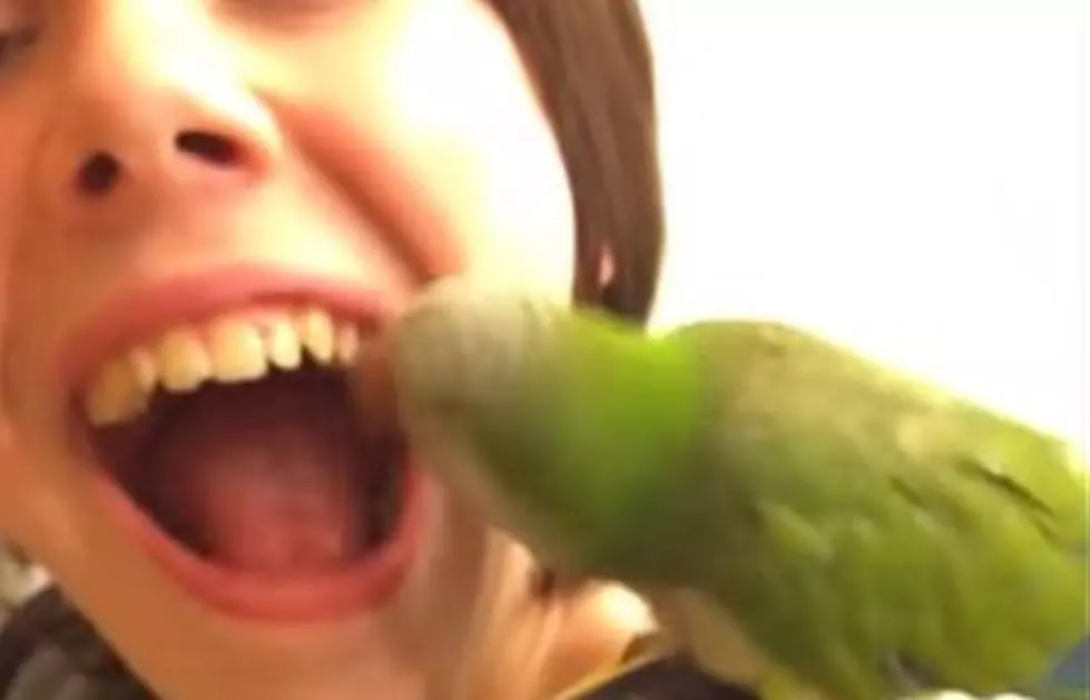 A Kid Lets His Parrot Pull His Tooth