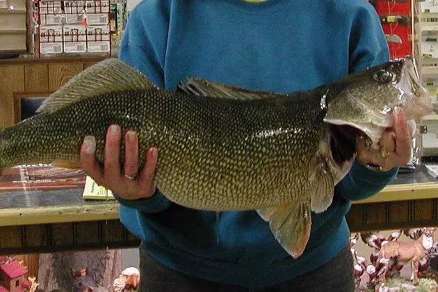 Walleyes in Oahe Getting Bigger as Fish Rebounds from Flood
