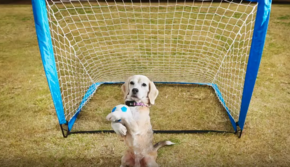 Dog Breaks a Guinness World Record for Catching the Most Balls