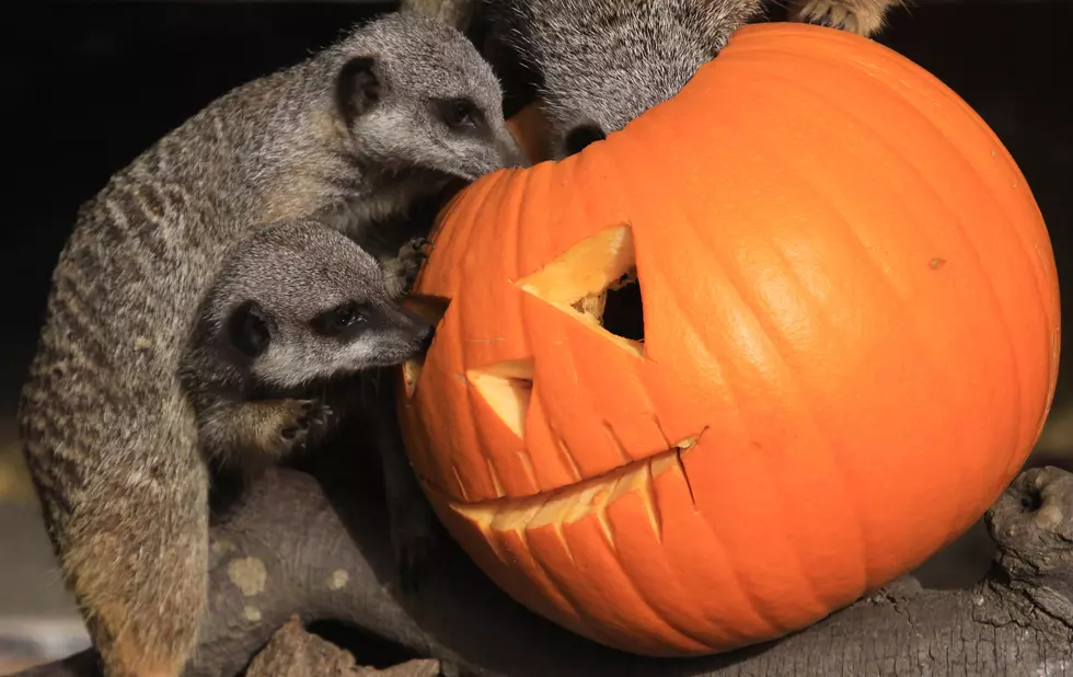 Scary Cute? Pictures of Animals with Jack-O-Lanterns