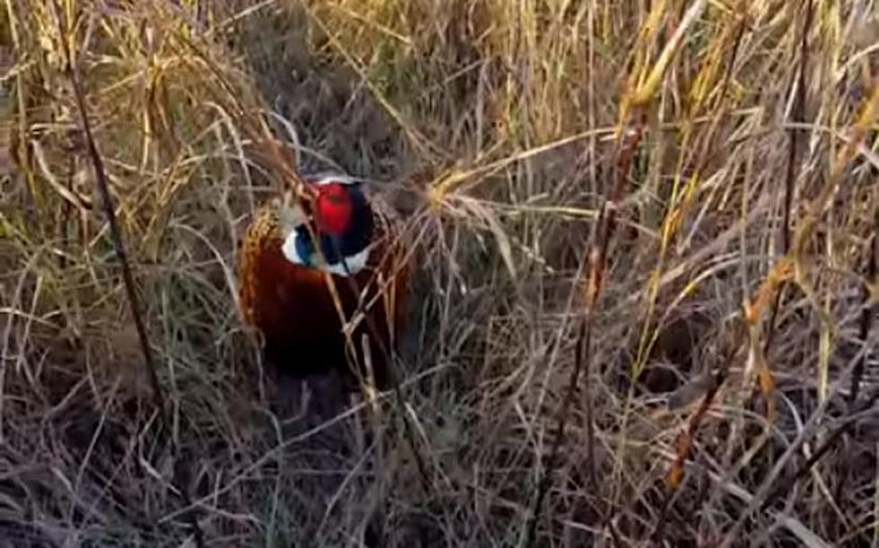 Pheasant Follows Deer Hunter &#8211; Really