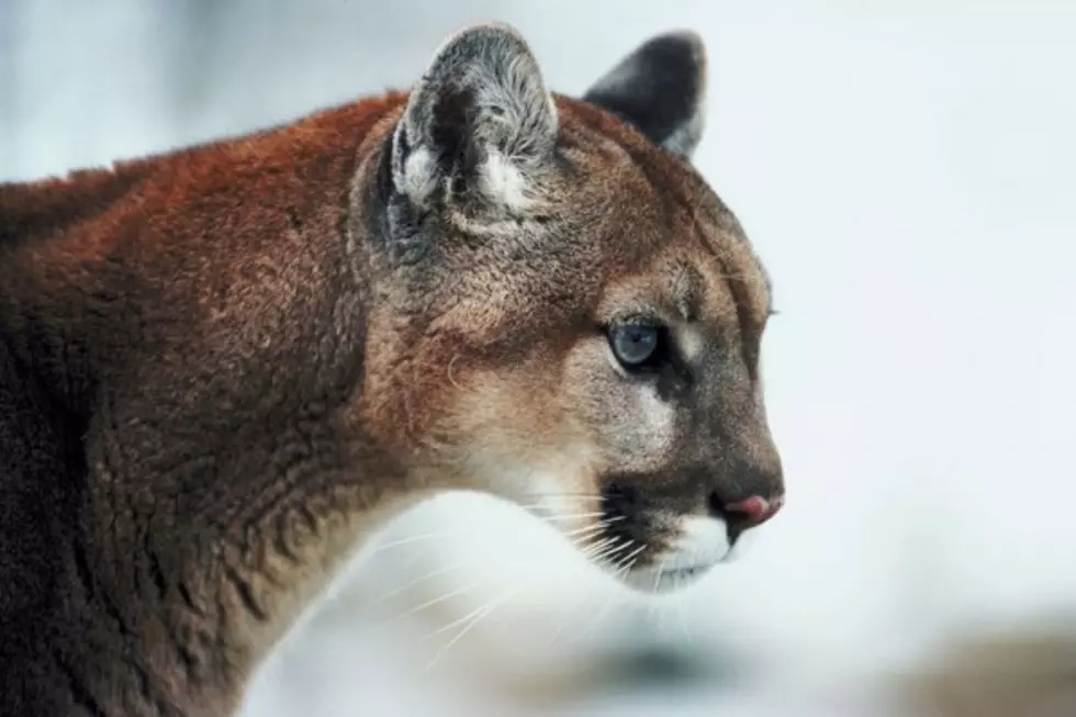 Custer Teen Takes Out Mountain Lion