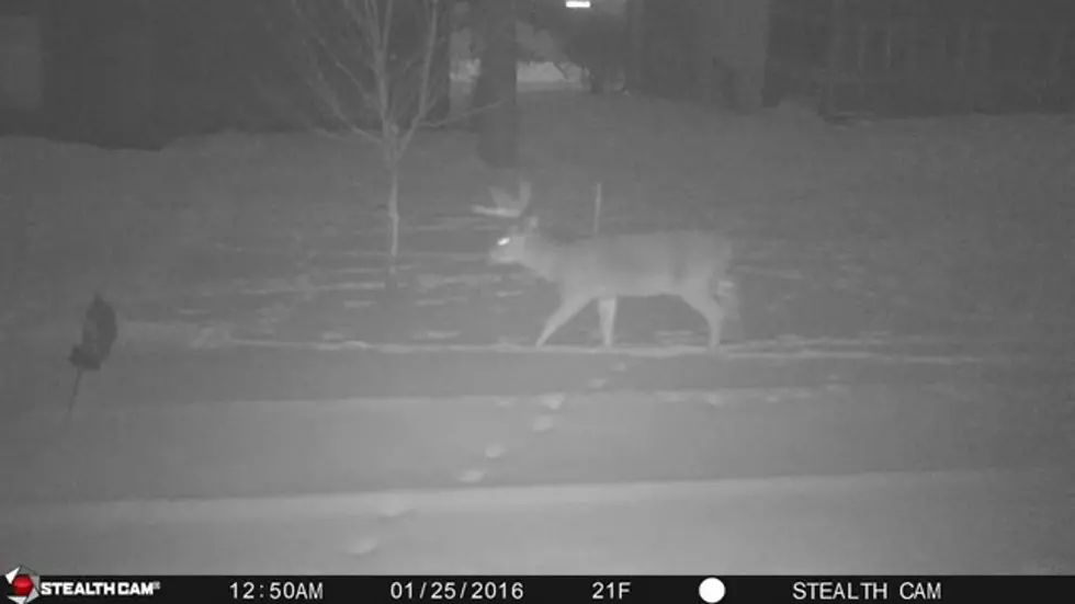 Backyard Deer Hunt