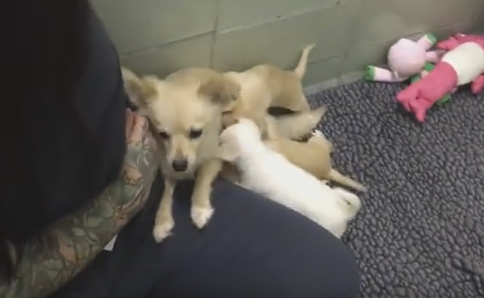 Mother Dog Reunited With Her Puppies
