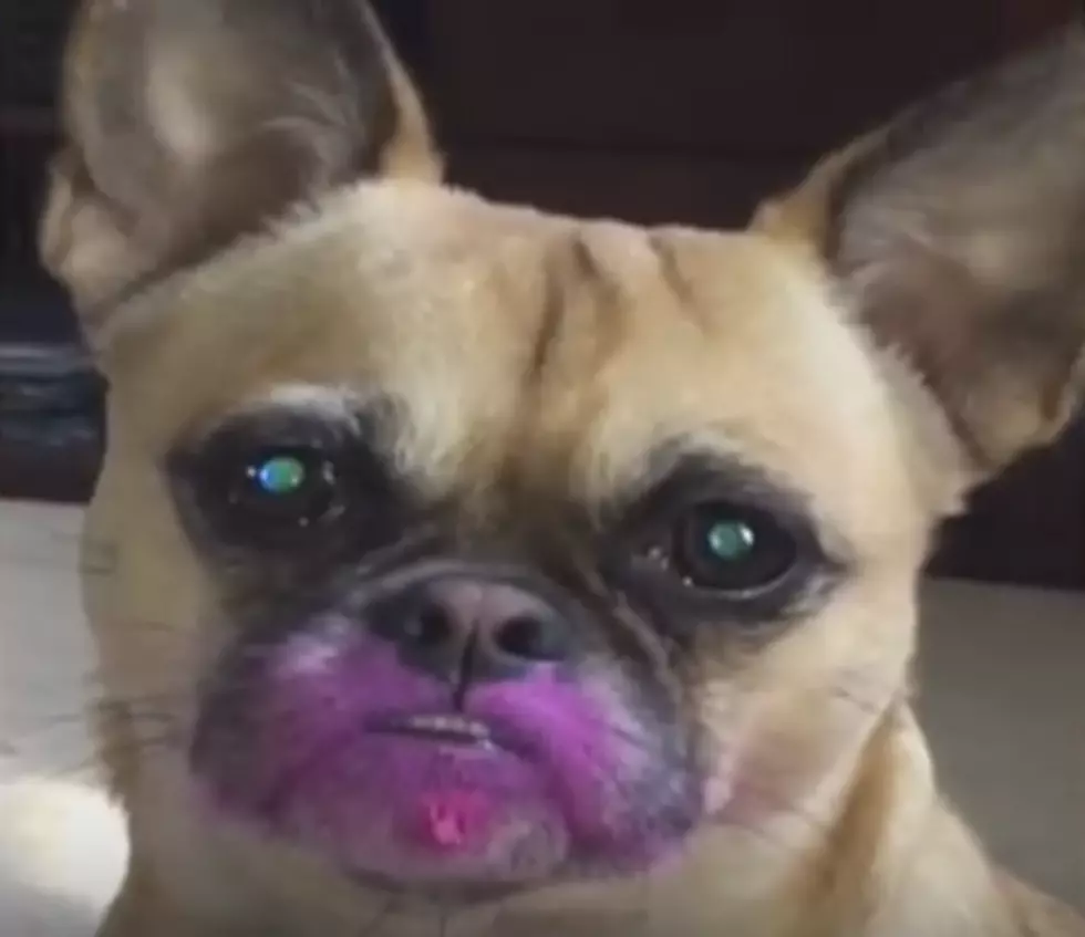 Little Dog Gets Caught Playing with Pink Lipstick