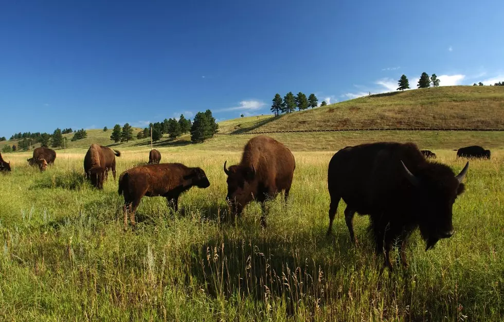 Mind Blown: There Are No Buffalo in South Dakota