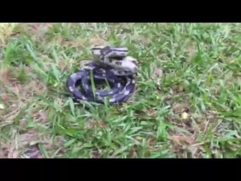 Unwise Woman Teases Snake Until it Bites Her Camera