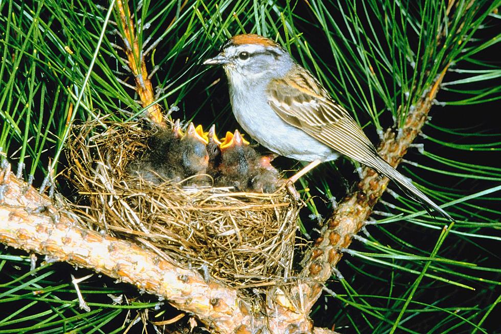 You Can Be Part of the Great Backyard Bird Count