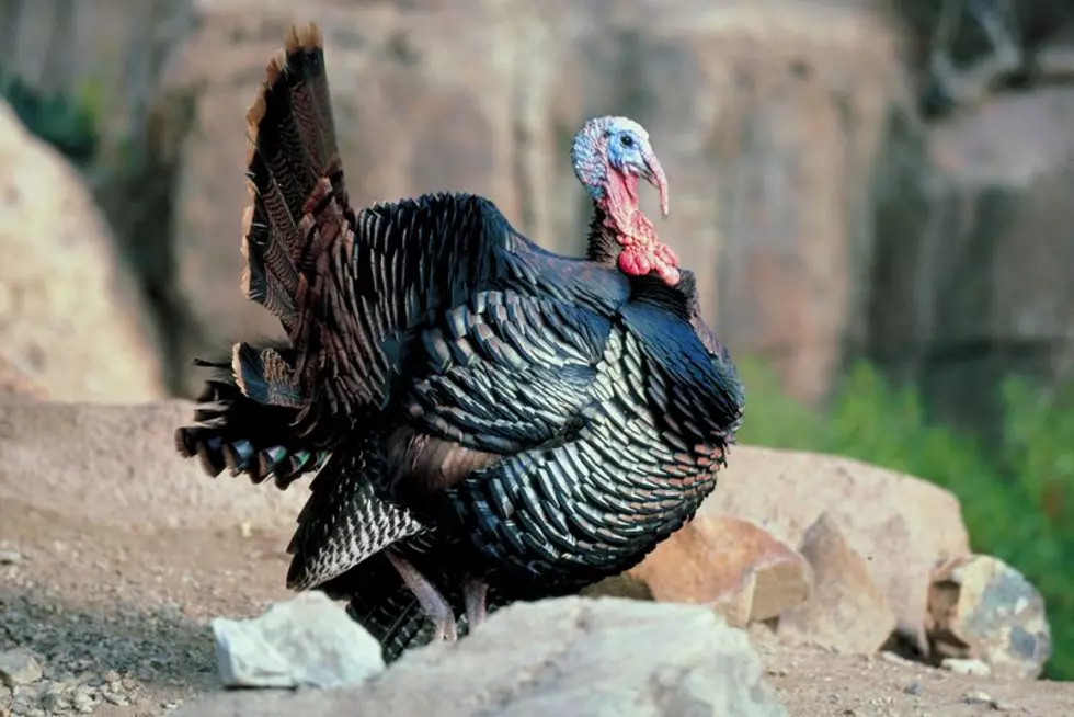 Watch This Group of Turkey’s Also Called a ‘Rafter’. Natures Reality TV