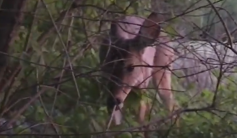 Deer Licks Barrel of a Turkey Hunters Shotgun