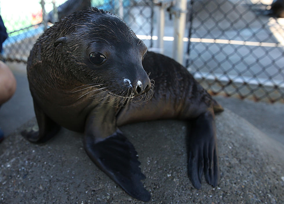 Omaha Zoo Needs Your Help Naming Baby Seal