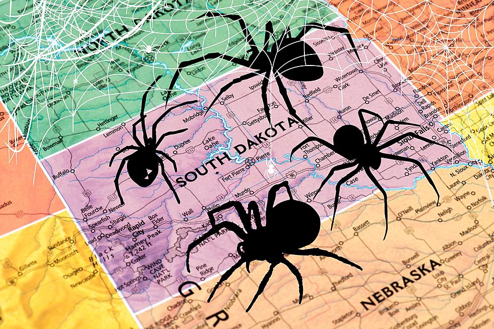 Venomous Spiders Found In South Dakota 