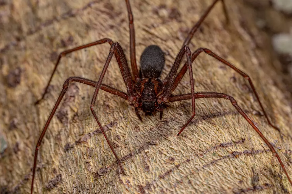 venomous spiders in south dakota