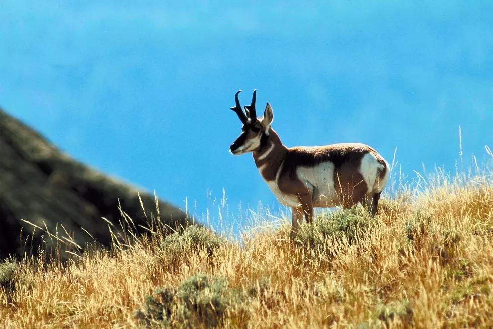 South Dakota Antelope Application Deadline Approaching