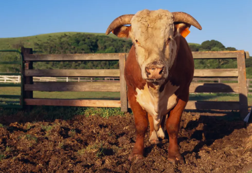 Iowa Bull Gets Stuck in Tractor Tire!