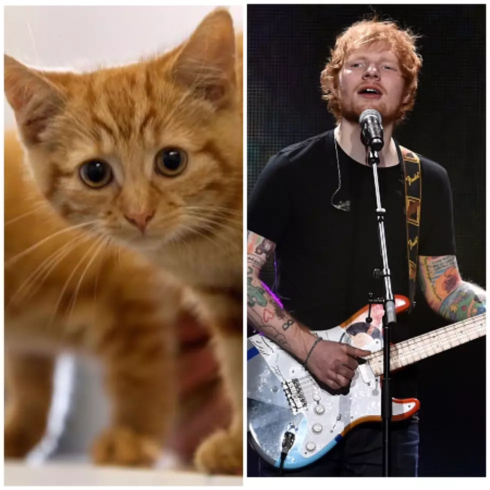 Humane Society Shows Off Cats With Ed Sheeran Parody