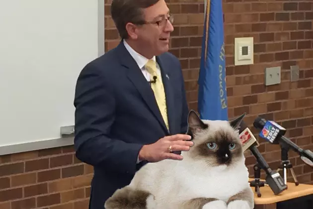 Mayor Hires Giant Cat to Solve City Hall Mice Problem