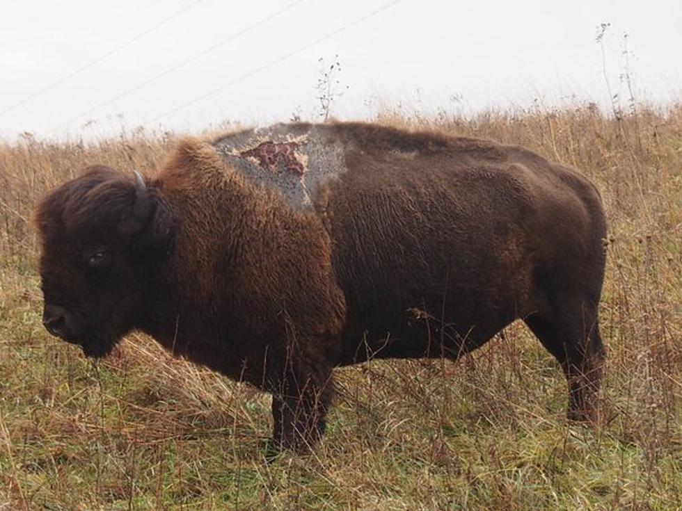 Meet Sparky, the Lighting Surviving Bison