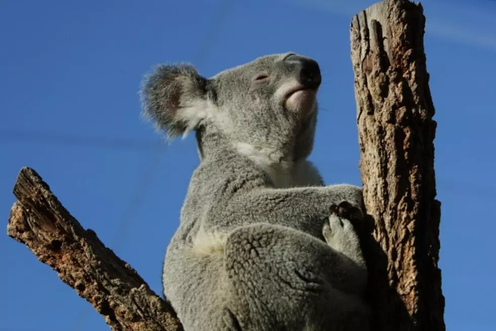 Koala Farewell Weekend Coming