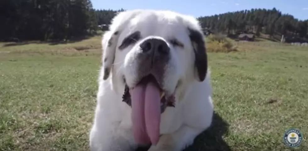 South Dakota is Home to the World’s Longest Tongue (on a Dog)