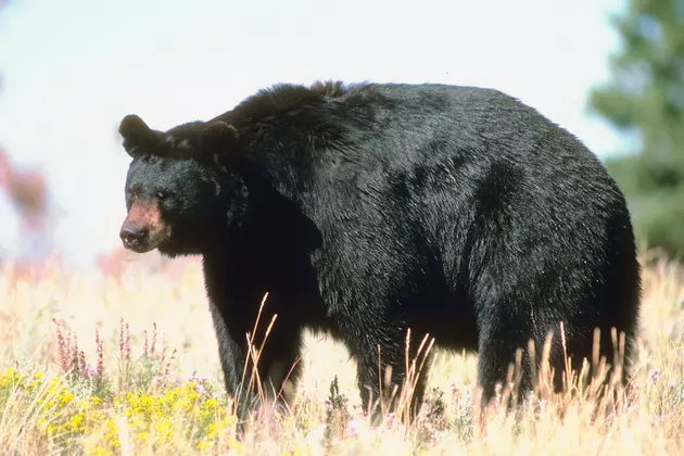 Black Bear Spotted in Iowa Corn Field