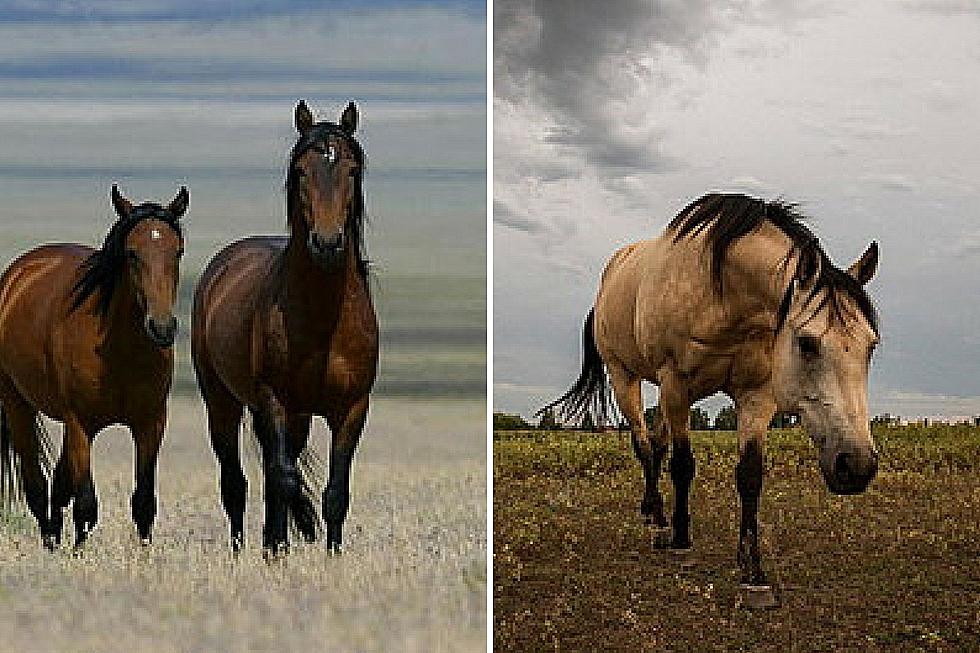 South Dakota Man Guilty of Mistreating Horses