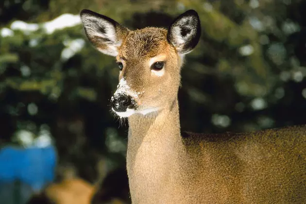 Can You Keep a Deer Hit By a Car in South Dakota?