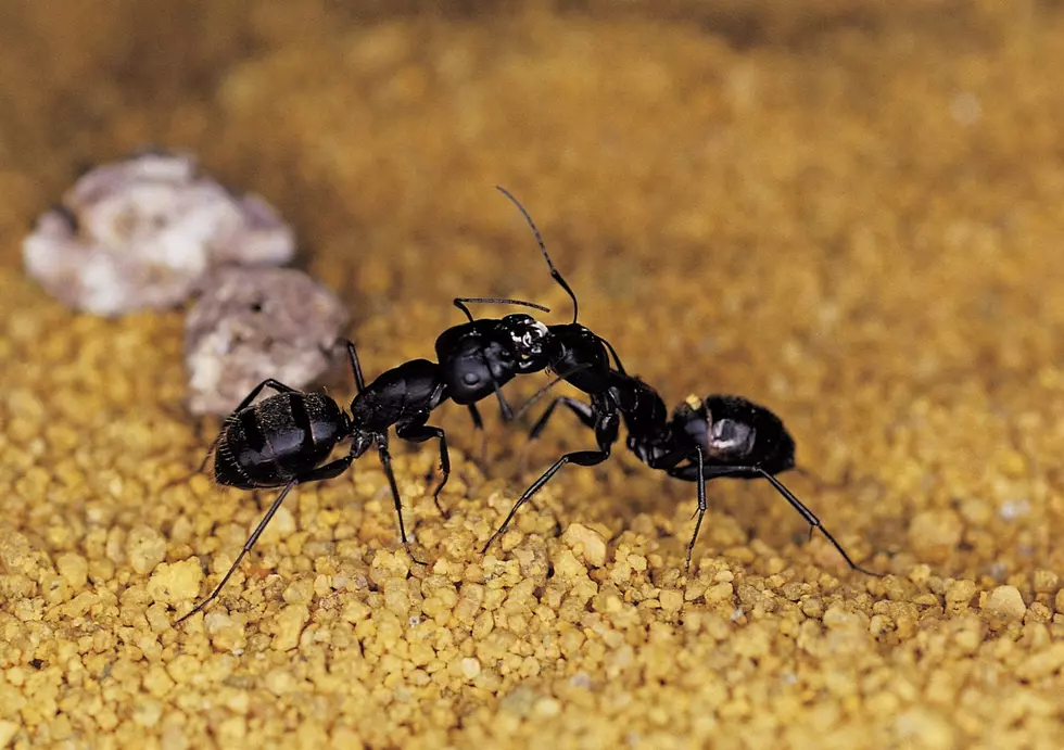 Time for Our Family’s Annual Spring Ant Talk