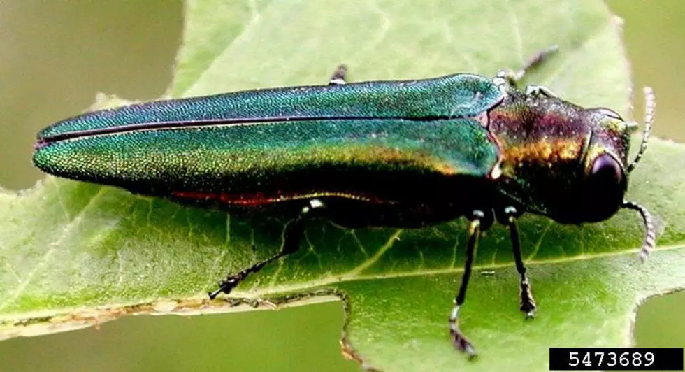 Invasive Insect That Kills Trees Found in Sioux Falls