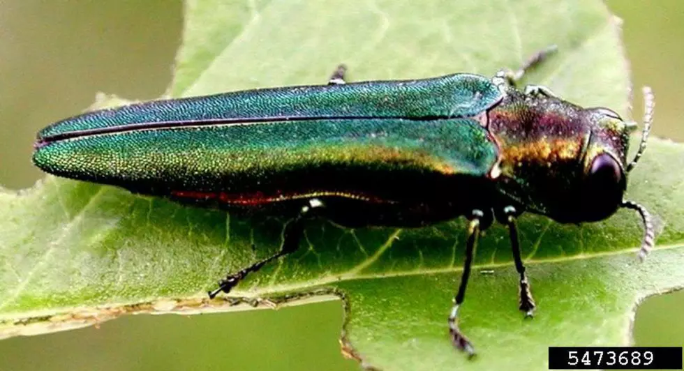 Another Emerald Ash Borer Information Meeting Scheduled in Sioux Falls