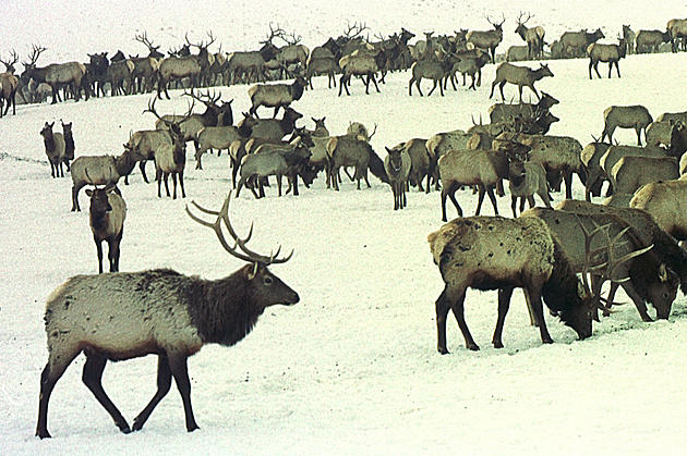 Second Draw Elk Applications Open in South Dakota