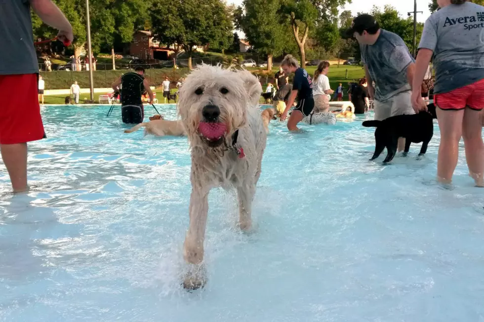 Terrace Park Aquatic Center Hosting ‘Dog–a–POOL–ooza’