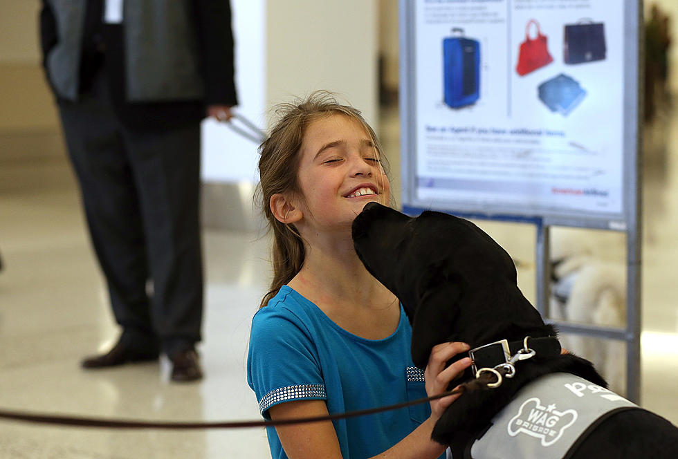 Denver Airport Has a Canine Airport Therapy Squad