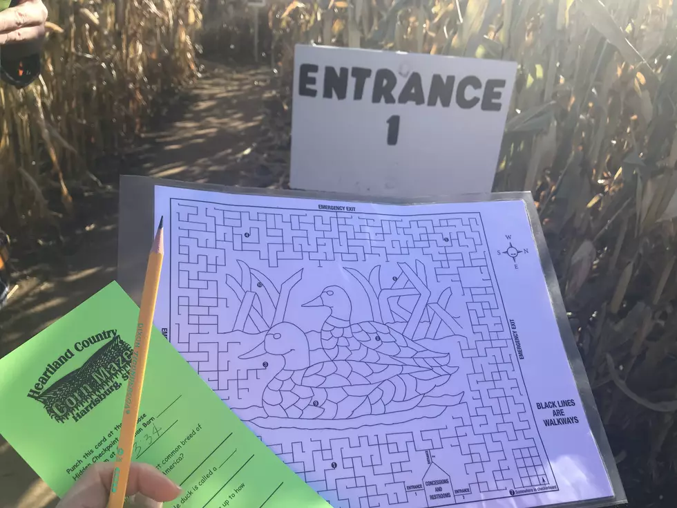 My First Corn Maze Ever