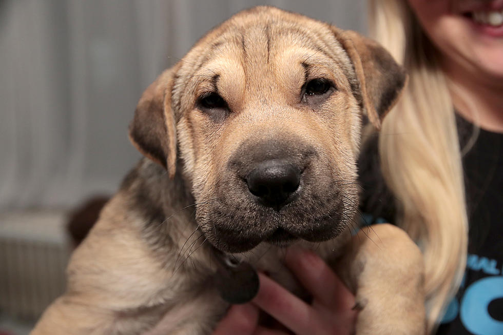 Girl Fighting Rare Cancer Gets Puppy Love from Around the World