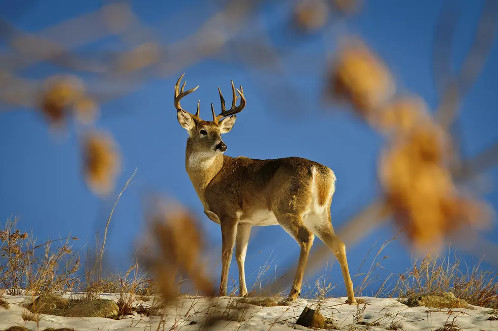 South Dakota Deer Application Deadline is Looming