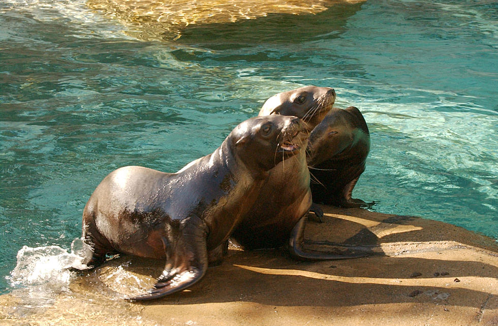 Henry Doorly Zoo Building a New $27.5 Million Sea Lion Aquarium!