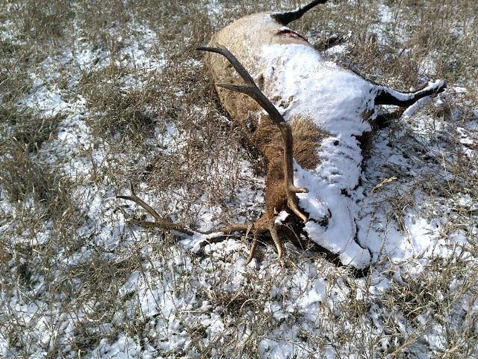 Pair of Elk Poached and Left to Rot in Black Hills