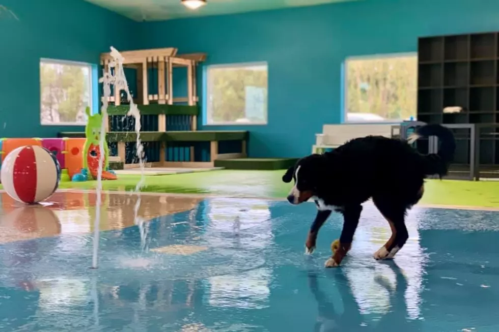 The Only Indoor Dog Waterpark In The Country Is Right Here In South Dakota