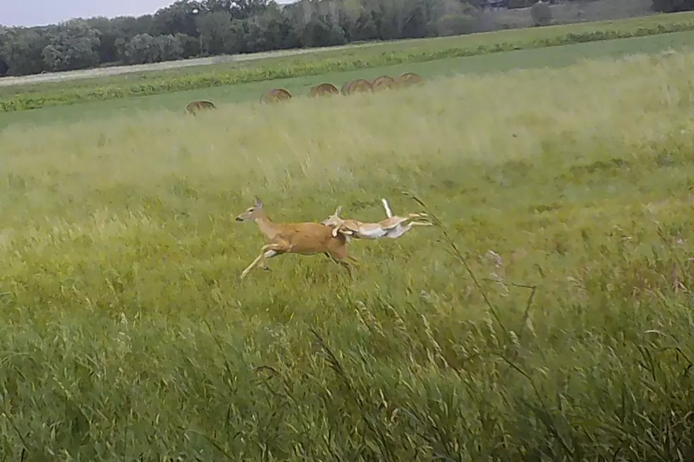 Trail Camera Catches Flying Fawn