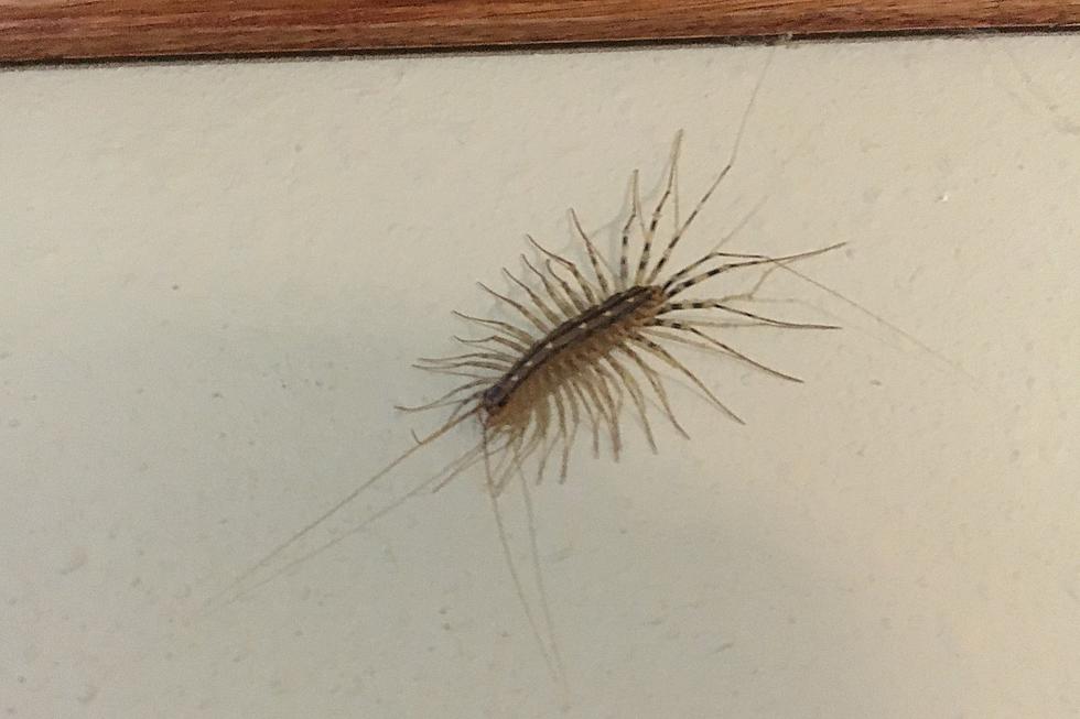 What is This Terrifying Bug in Your House Called? Don’t Kill It