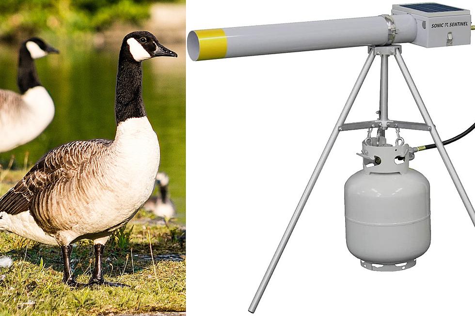 If You Hear Cannons Going Off in Sioux Falls, Don’t Worry, It’s for Geese