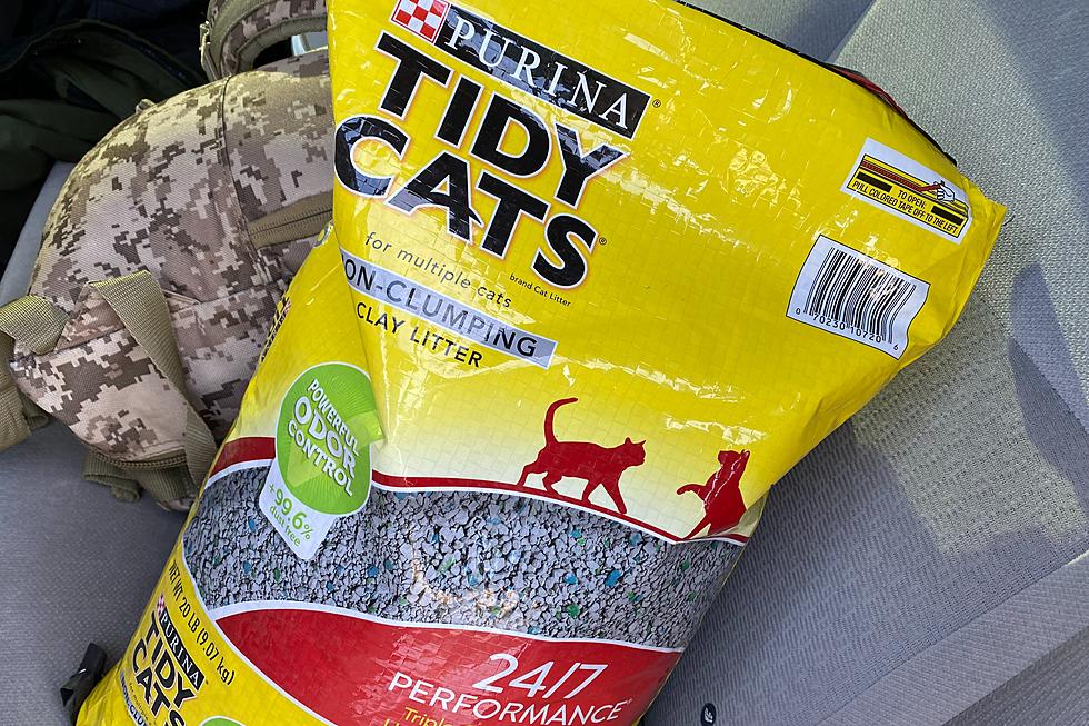 Everyone Needs a Bag of Cat Litter, Here’s Why