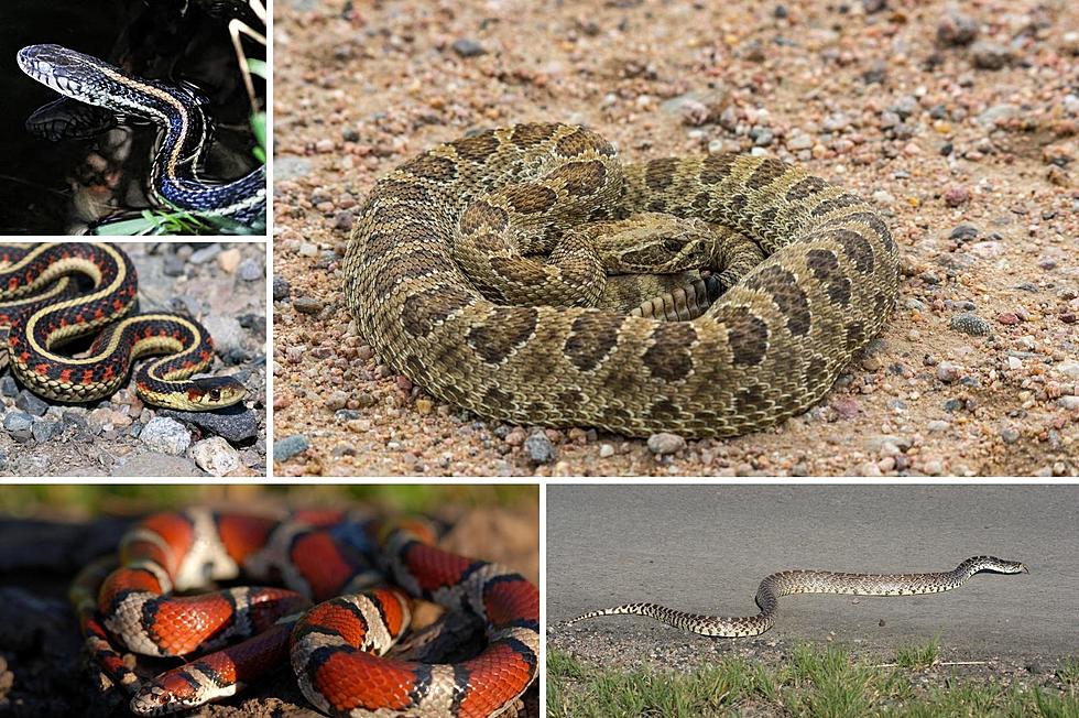 7 Most Common Snakes Found in South Dakota