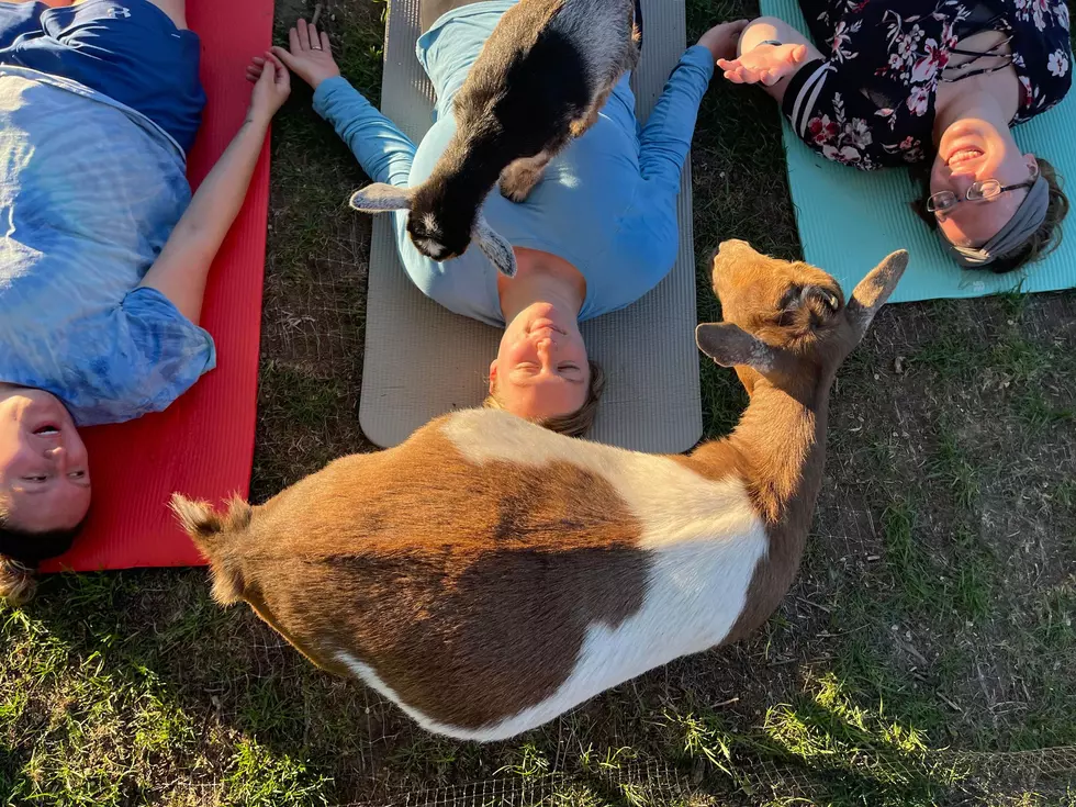 Goat Yoga At Glean for Good in Garretson