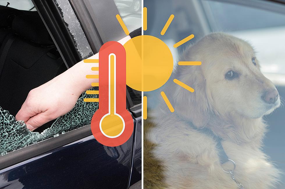 Can You Break a Car Window to Save a Dog in South Dakota?